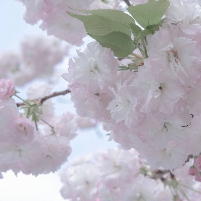 兽设森系风格设计Furry群